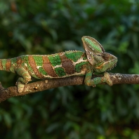 chameleon jemenský - Chamaeleo calyptratus