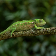 chameleon kobercový - Furcifer lateralis