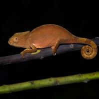 chameleon krátkorohý - Calumma brevicorne