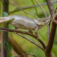 chameleon krátkorohý - Calumma brevicorne