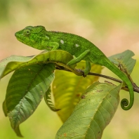 chameleon obrovský - Furcifer oustaleti