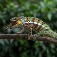 chameleon pardálí - Furcifer pardalis