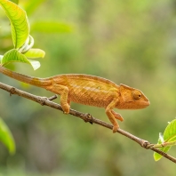 chameleon tupohlavý - Calumma globifer