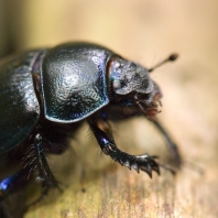 chrobák lesní - Anoplotrupes stercorosus