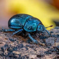 chrobák velký - Geotrupes stercorarius