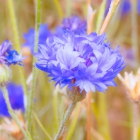 chrpa modrá - Centaurea cyanus