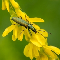 Chrysanthia viridissima