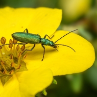 Chrysanthia viridissima