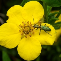 Chrysanthia viridissima