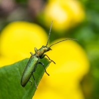 Chrysanthia viridissima