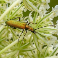 Chrysanthia viridissima