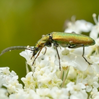 Chrysanthia viridissima