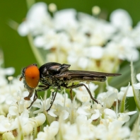 Chrysogaster solstitialis