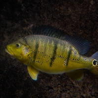 cichlida Melaniina - Cichla melaniae