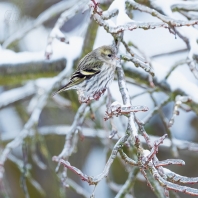 čížek lesní - Carduelis spinus