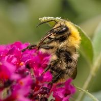 čmelák polní - Bombus pascuorum