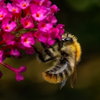 čmelák polní - Bombus pascuorum