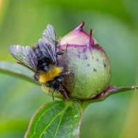 čmelák zemní - Bombus terrestris