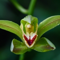 Cymbidium lowianum