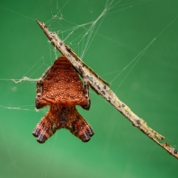 Cyrtophora unicolor