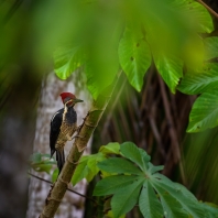 datel čárkovaný - Dryocopus lineatus