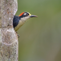 datel černolící - Melanerpes pucherani