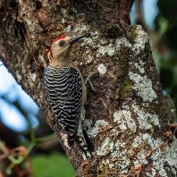 datel kápový - Melanerpes rubricapillus