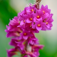 Dendrobium goldschmidtianum