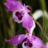 Dendrobium parishii