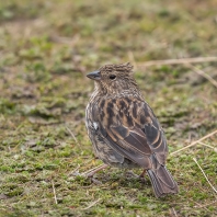 dijuka jednobarvá - Geospizopsis unicolor