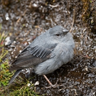 dijuka popelavá - Geospizopsis plebejus