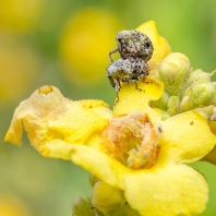 diviznáček zahradní - Cionus hortulanus