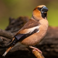 dlask tlustozobý - Coccothraustes...