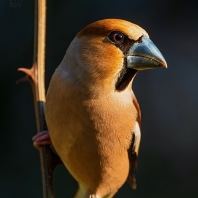 dlask tlustozobý - Coccothraustes...