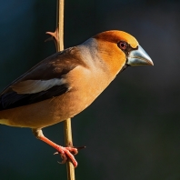 dlask tlustozobý - Coccothraustes...