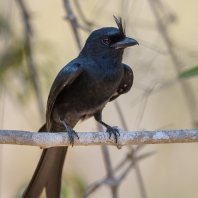 drongo chocholatý - Dicrurus forficatus