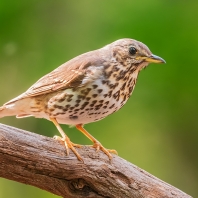 drozd zpěvný - Turdus philomelos