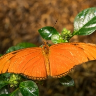 Dryas iulia