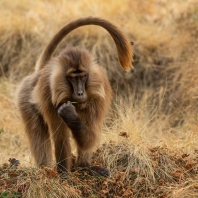 dželada - Theropithecus gelada