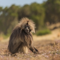 dželada - Theropithecus gelada