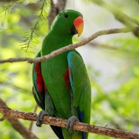 eklektus papuánský - Eclectus polychloros