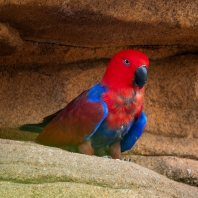 eklektus různobarvý - Eclectus roratus