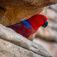 eklektus různobarvý - Eclectus roratus