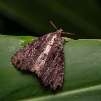 Erygia apicalis