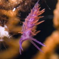 flabelína fialová - Flabellina affinis