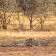 gepard - Acinonyx jubatus