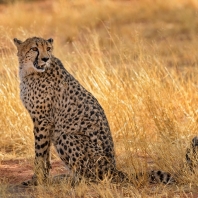 gepard - Acinonyx jubatus