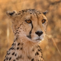 gepard - Acinonyx jubatus