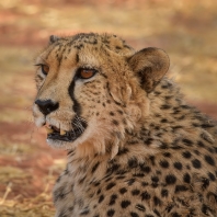 gepard - Acinonyx jubatus