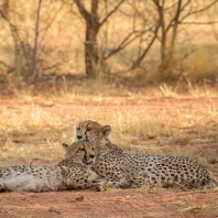 gepard - Acinonyx jubatus